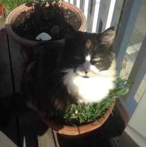 Meet your Posher, Angela